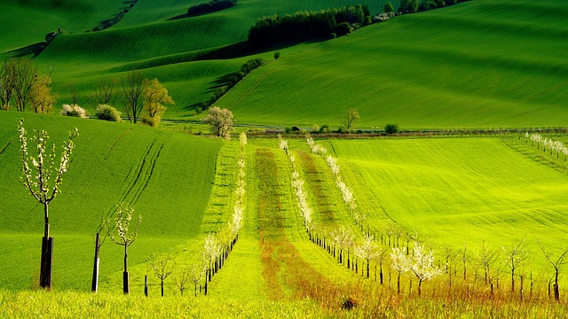 Morava pohled