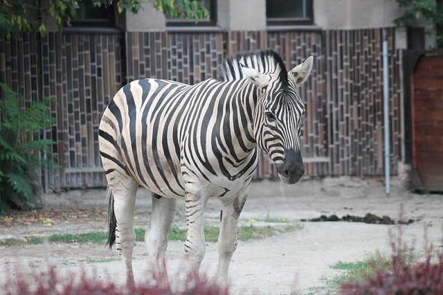 ZOO Dvůr Králové nad Labem